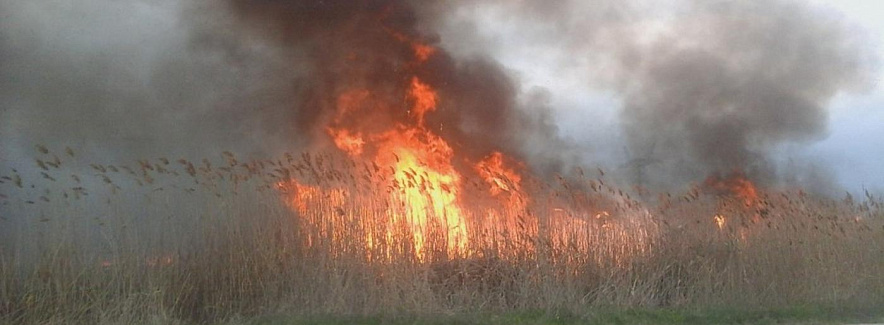 Фото: горит трава \\ кадр из публикаций 1rnd.ru