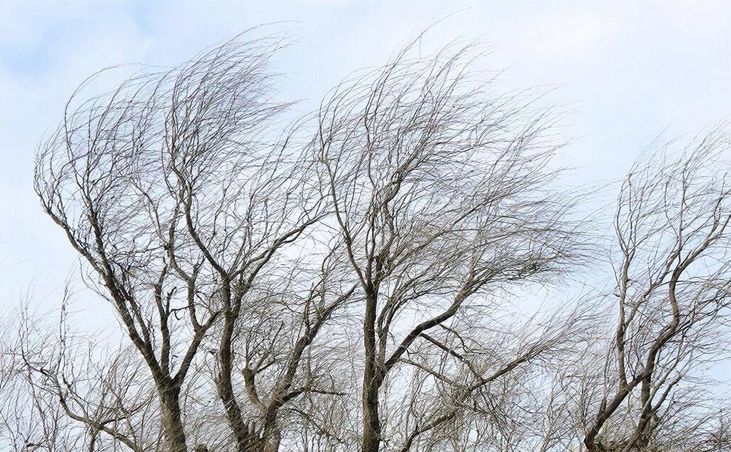 Жителей Ростовской области ожидает сильный ветер 17 декабря