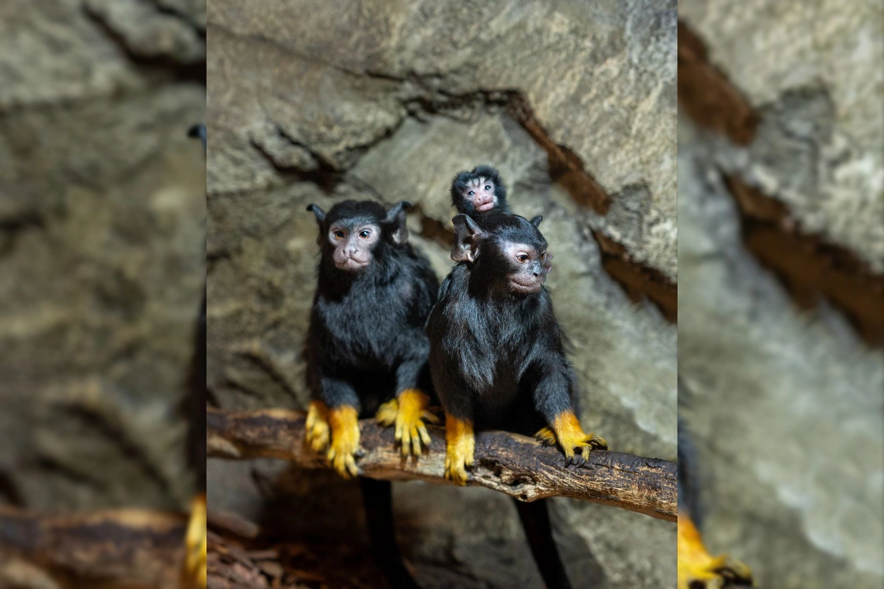 В парке «Лога» родились два детеныша красноруких тамаринов