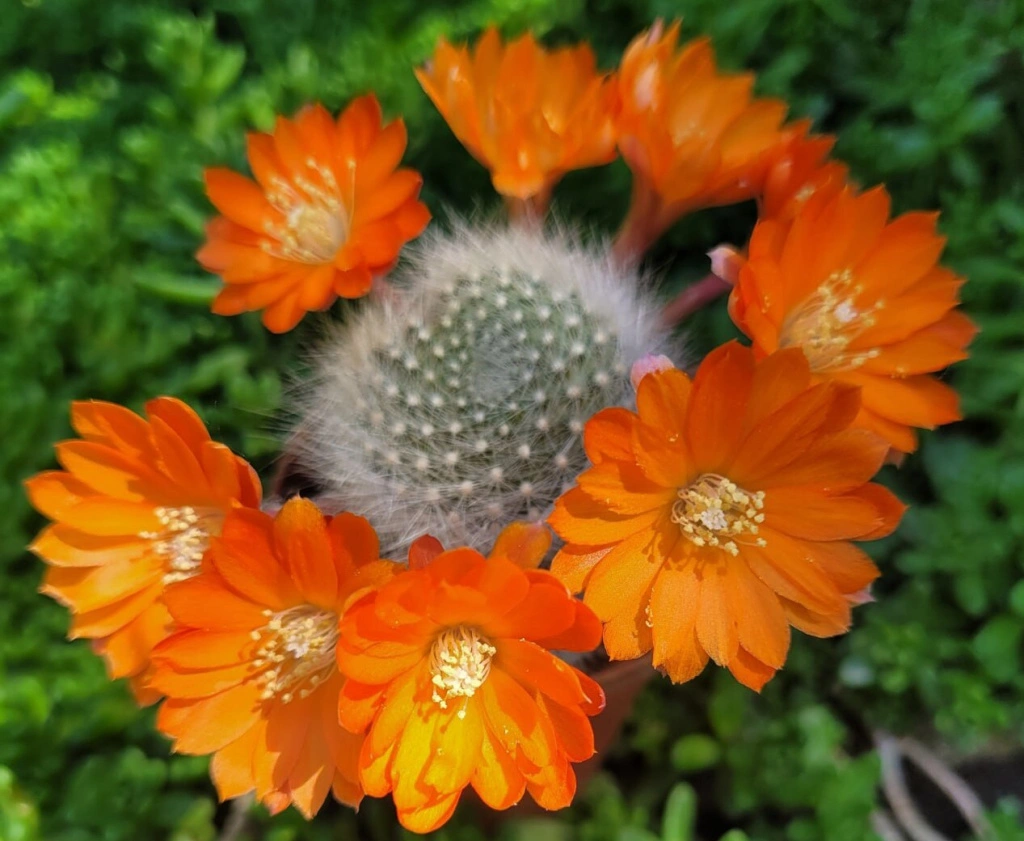 круг.jpg круг.jpg