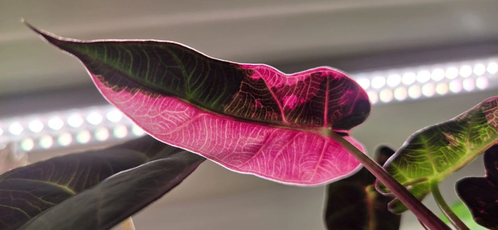 15ef5f9b-64d0-4f07-91e6-add45cc5bc3a.jpeg 15ef5f9b-64d0-4f07-91e6-add45cc5bc3a.jpeg