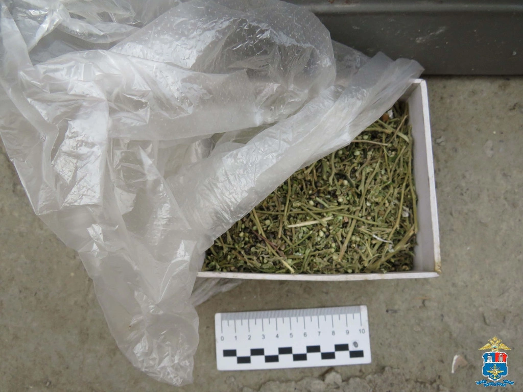 конопля.JPG конопля.JPG