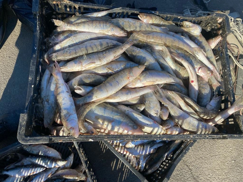 Осетры Осетры