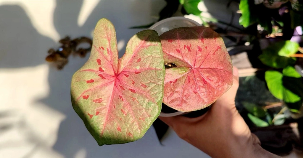 5226739199825273613 (1).jpg 5226739199825273613 (1).jpg