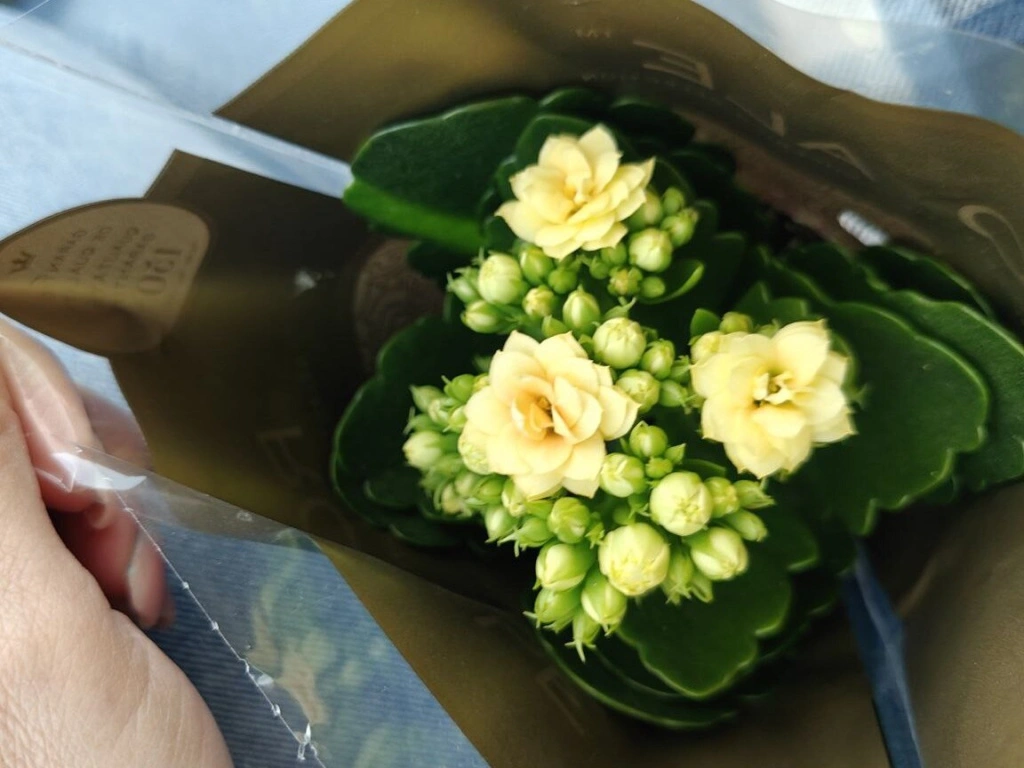 5463340452716605713 (1).jpg 5463340452716605713 (1).jpg