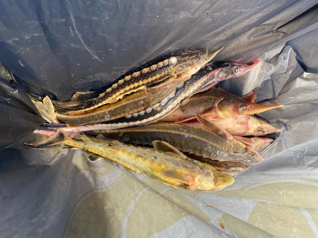 Осетры Осетры