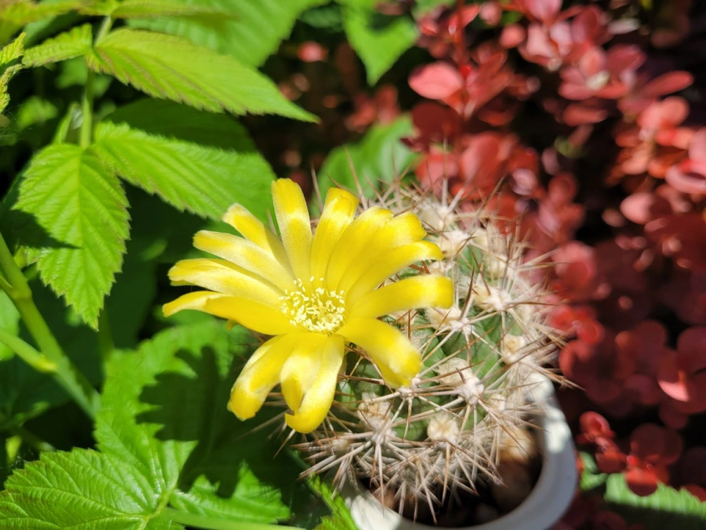 жёлтый.jpg жёлтый.jpg