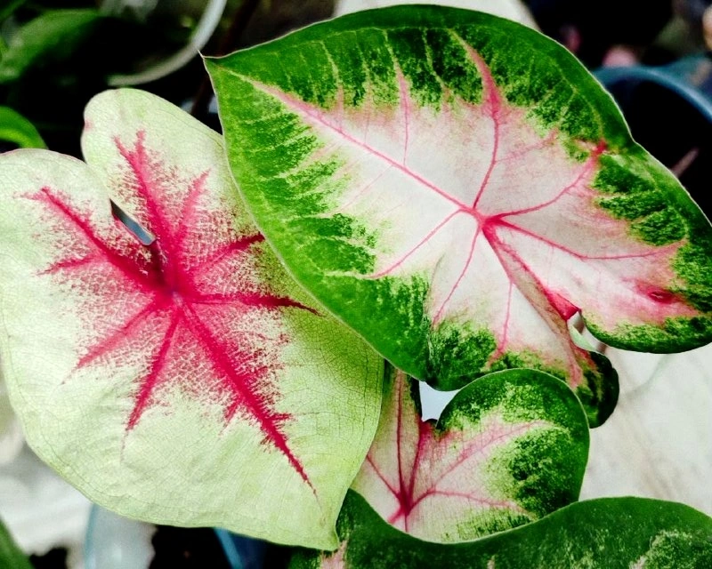 5416095146740669483 (1).jpg 5416095146740669483 (1).jpg