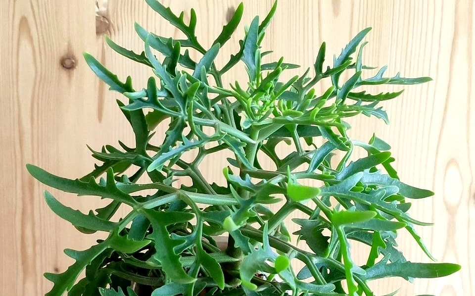 5213092340674197521 (2).jpg 5213092340674197521 (2).jpg