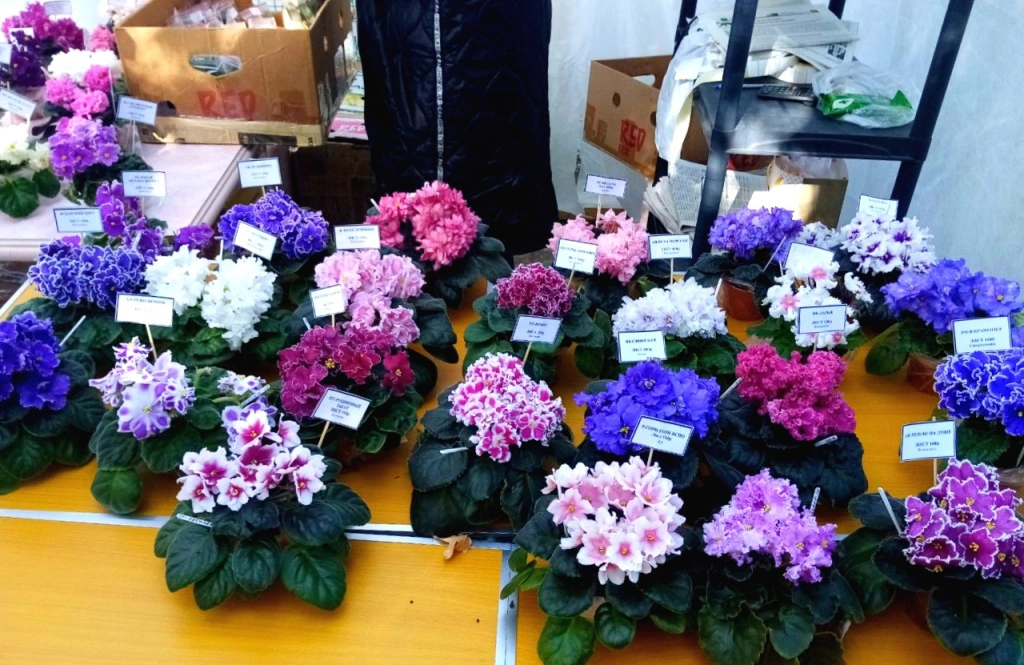 5291816144862308856 (2).jpg 5291816144862308856 (2).jpg