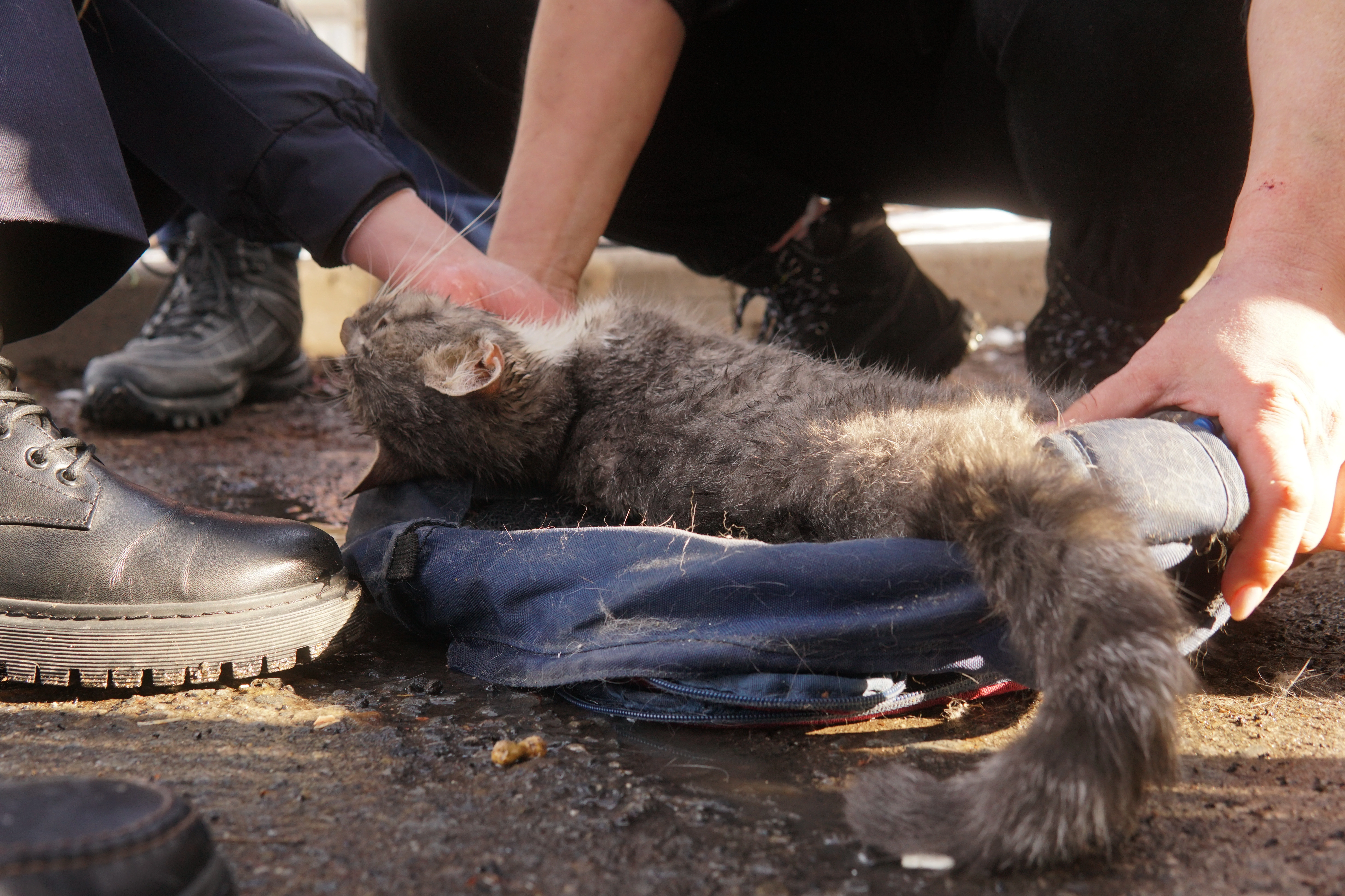 Коту потребовалась госпитализация DSC05091.jpg