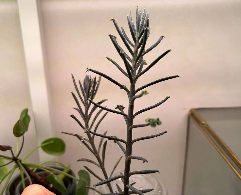 5217519481293762046 (1).jpg 5217519481293762046 (1).jpg