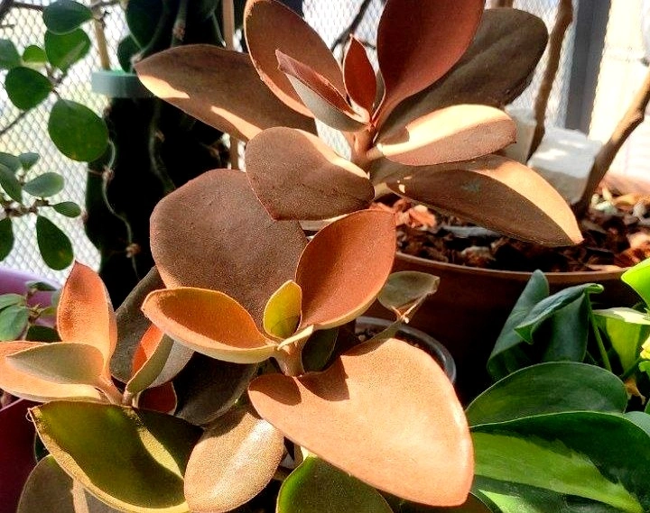 5213092340674197522 (1).jpg 5213092340674197522 (1).jpg