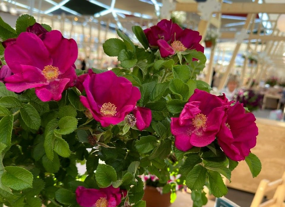 PHOTO-2024-05-24-19-22-24(2).jpg PHOTO-2024-05-24-19-22-24(2).jpg