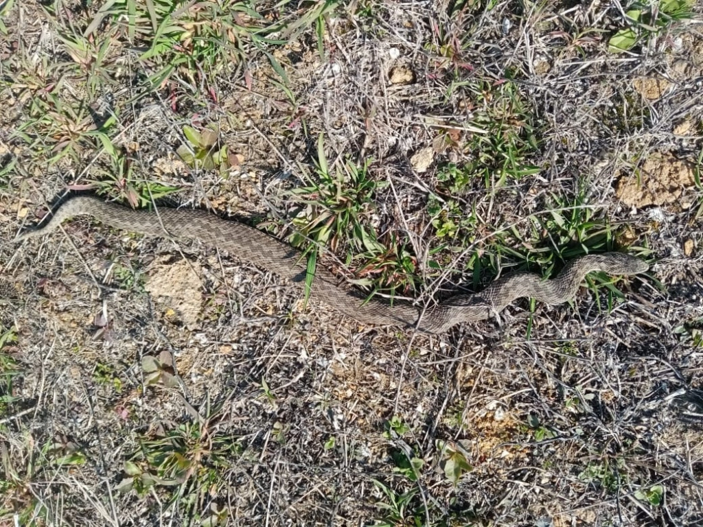 гадюка.jpg гадюка.jpg