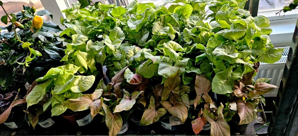 5409326716368835880 (1).jpg 5409326716368835880 (1).jpg