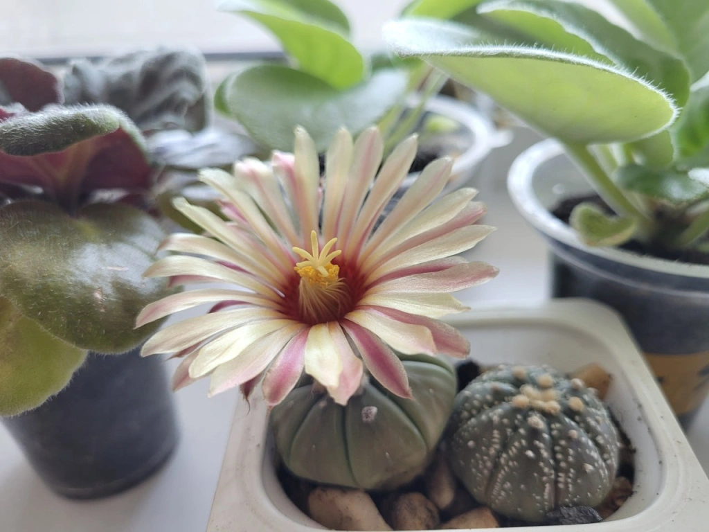 бело-розовый.jpg бело-розовый.jpg