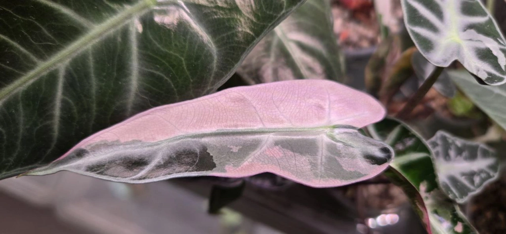 159a889f-df68-445c-9f4c-ff62350cb313.jpeg 159a889f-df68-445c-9f4c-ff62350cb313.jpeg