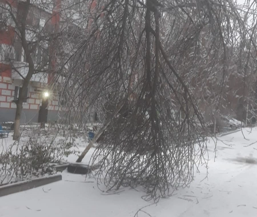 дерево.jpg дерево.jpg