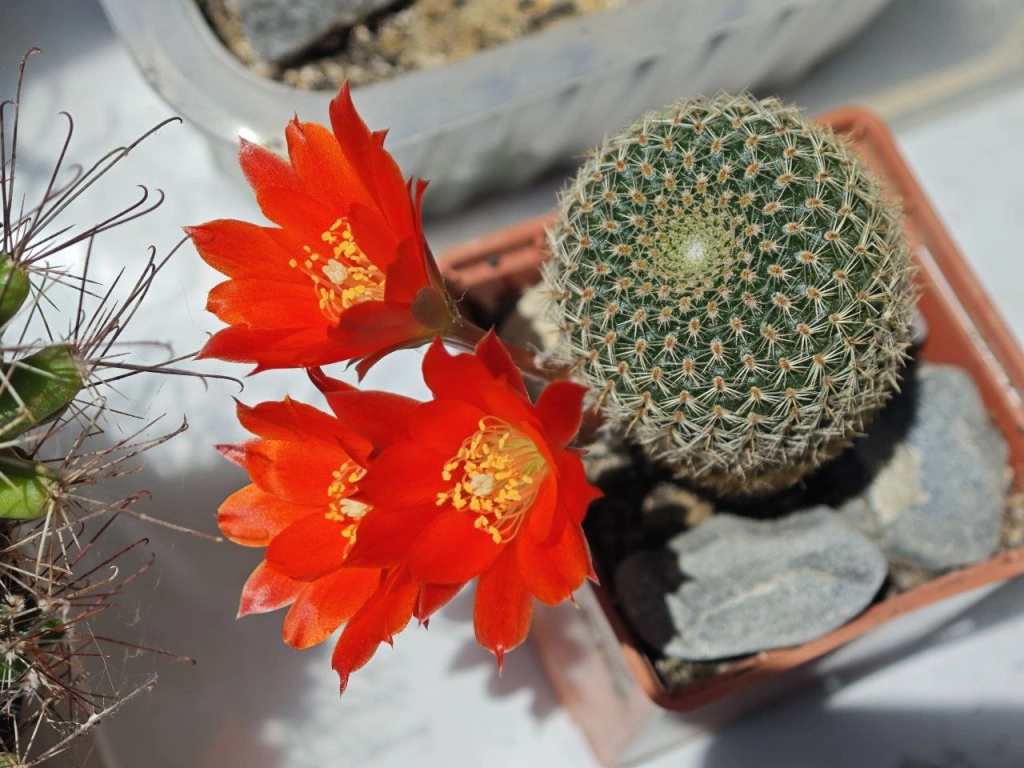 5379661385845303494.jpg 5379661385845303494.jpg