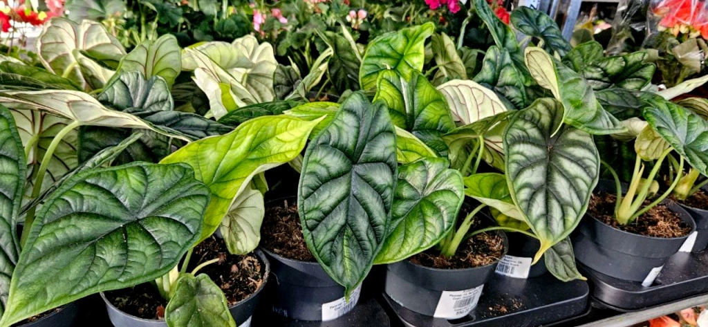 5409326716368835848 (1).jpg 5409326716368835848 (1).jpg