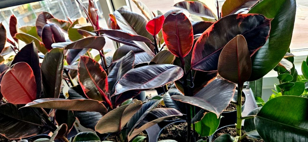 5409326716368835876 (1).jpg 5409326716368835876 (1).jpg