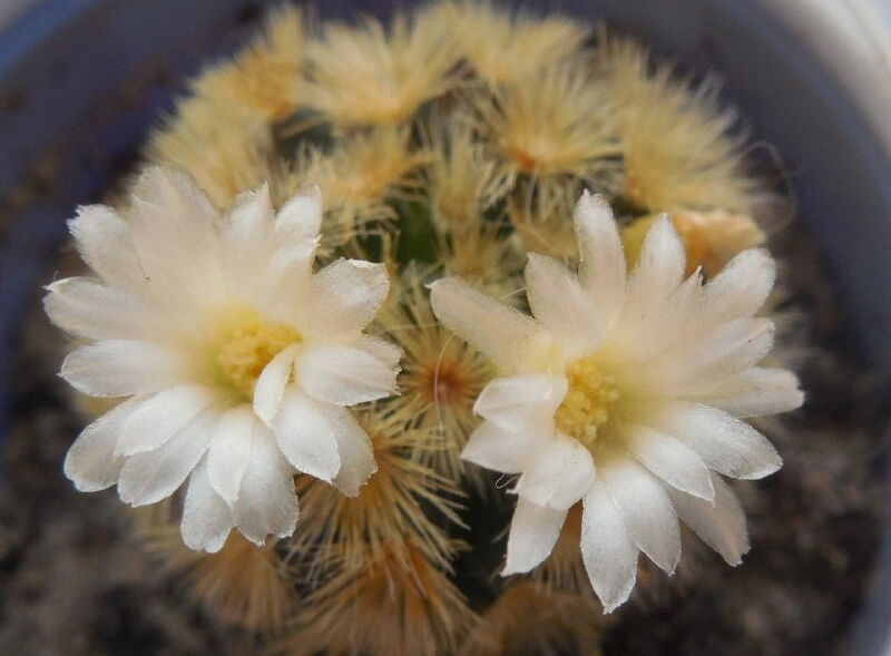 пушистый.jpg пушистый.jpg