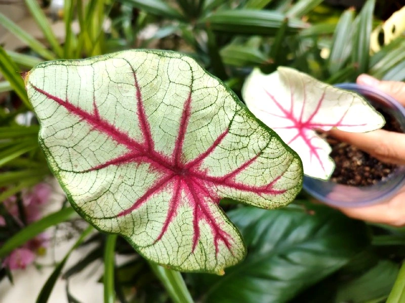 5301165708845118047 (1).jpg 5301165708845118047 (1).jpg