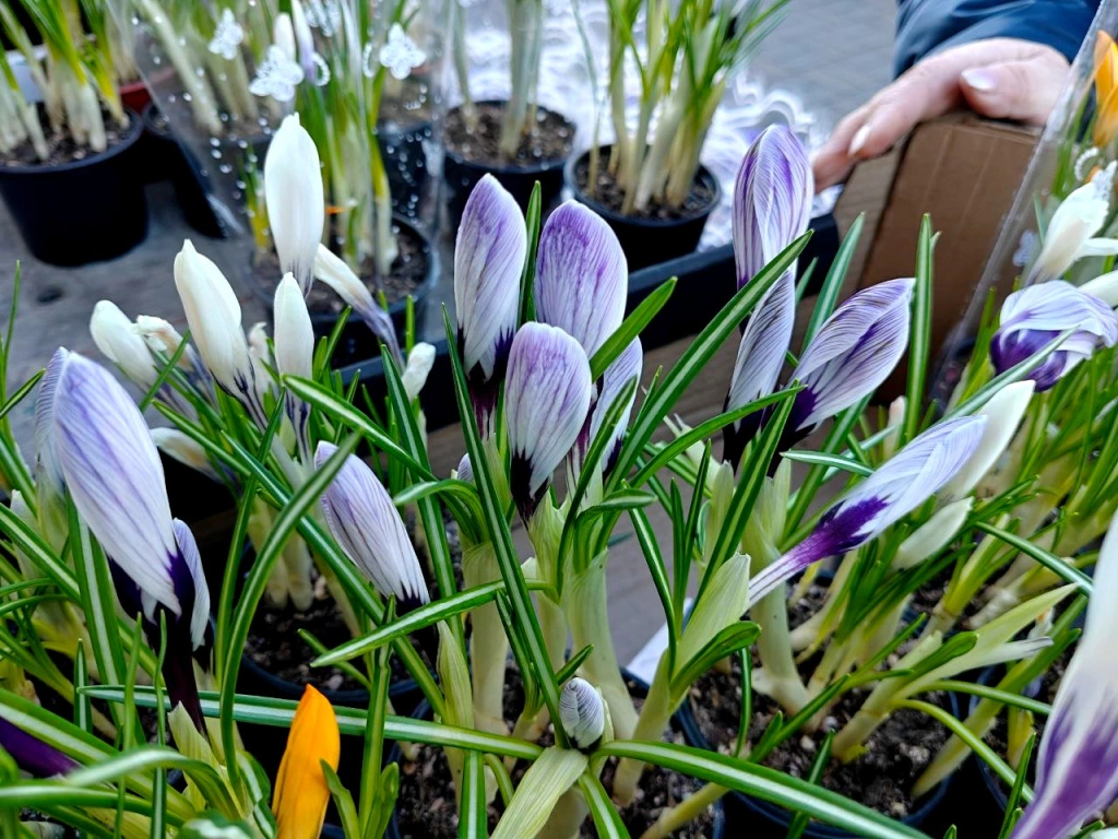 5354901526449089760 (1).jpg 5354901526449089760 (1).jpg