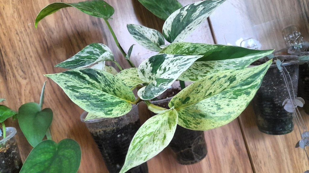 a3856126-c570-40e0-a05b-a94bc249ec97.jpeg a3856126-c570-40e0-a05b-a94bc249ec97.jpeg