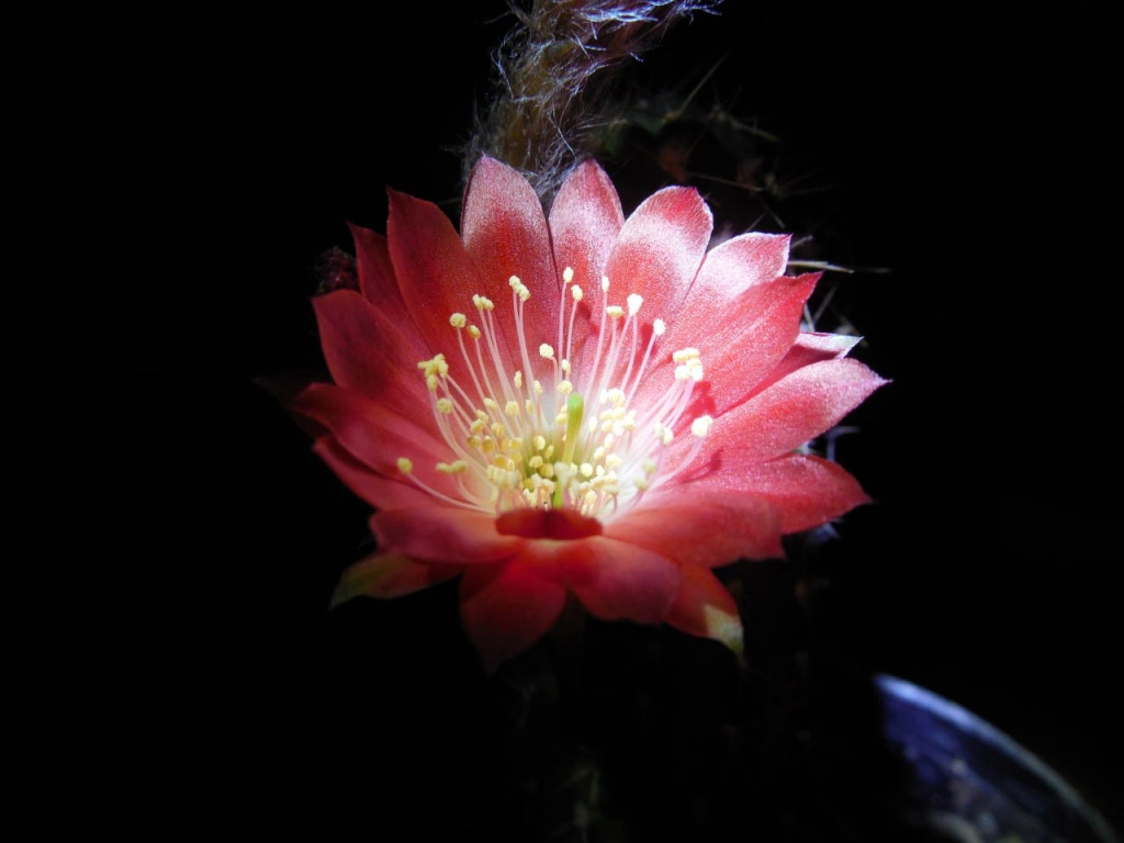 розовый.jpg розовый.jpg