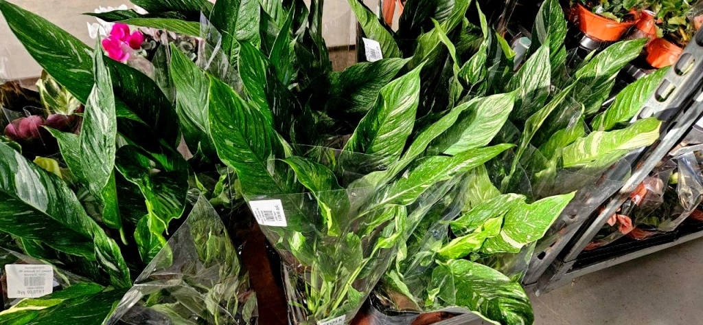 5409326716368835847 (2) (1).jpg 5409326716368835847 (2) (1).jpg