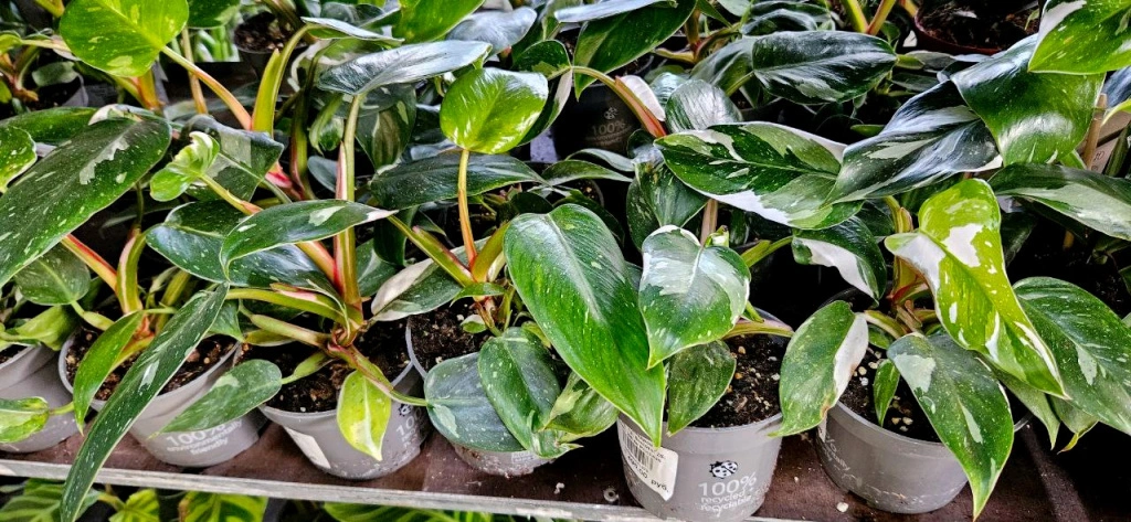 5409326716368835860 (1).jpg 5409326716368835860 (1).jpg