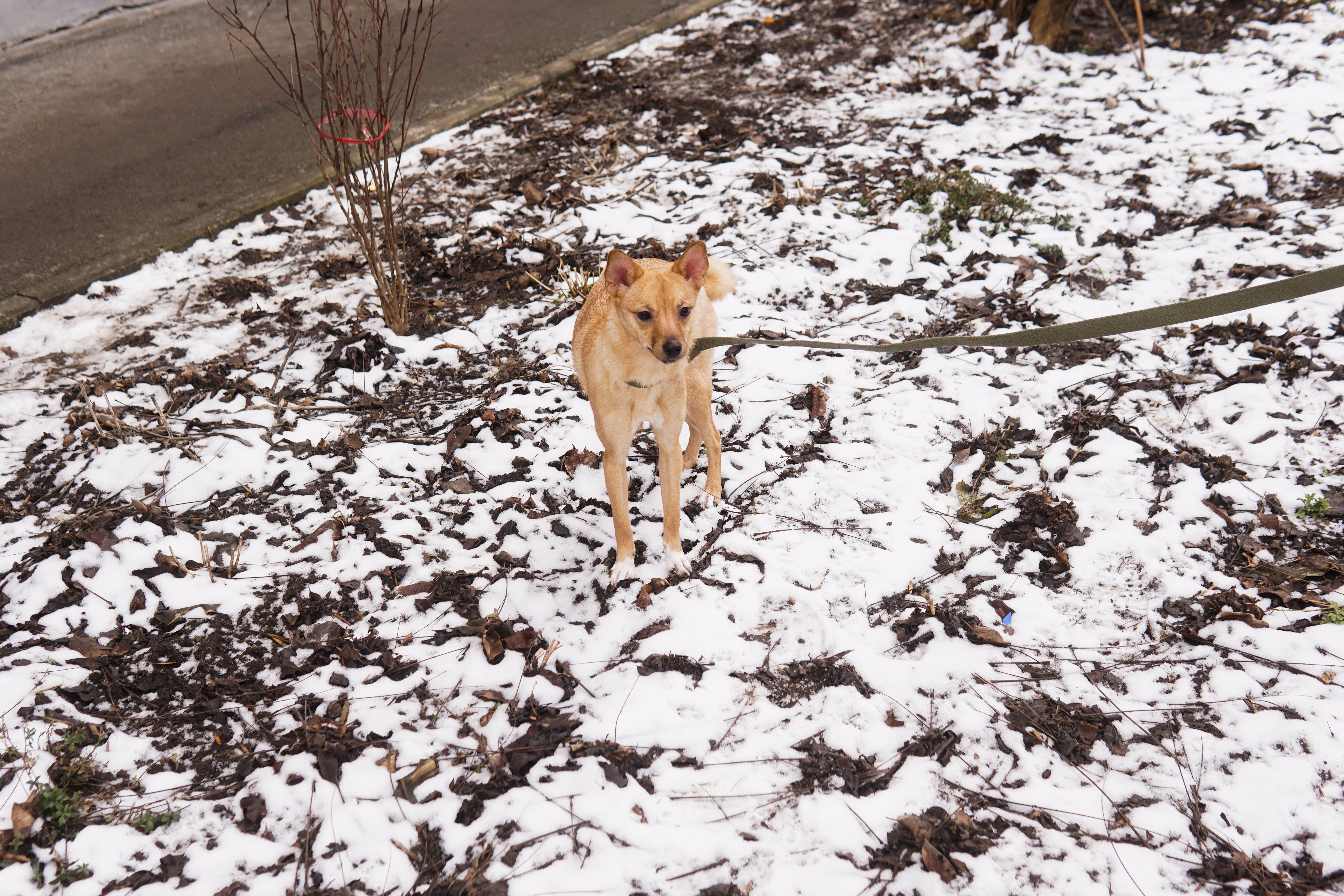 Спасенная собака Милка DSC05107.jpg