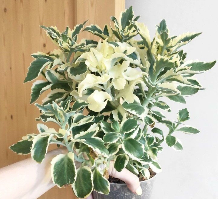 5213092340674197568 (1).jpg 5213092340674197568 (1).jpg