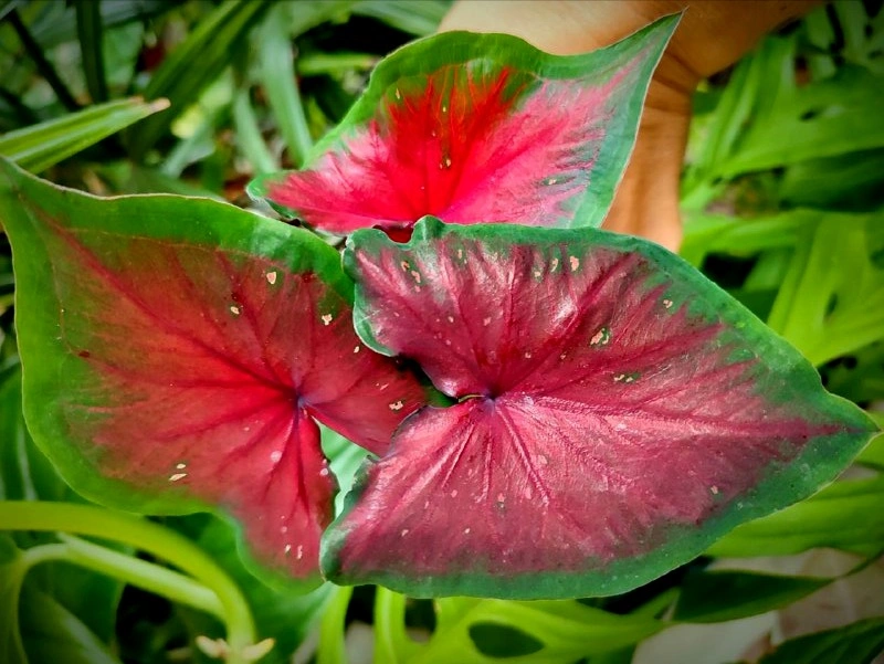 5287461275657430072 (1).jpg 5287461275657430072 (1).jpg