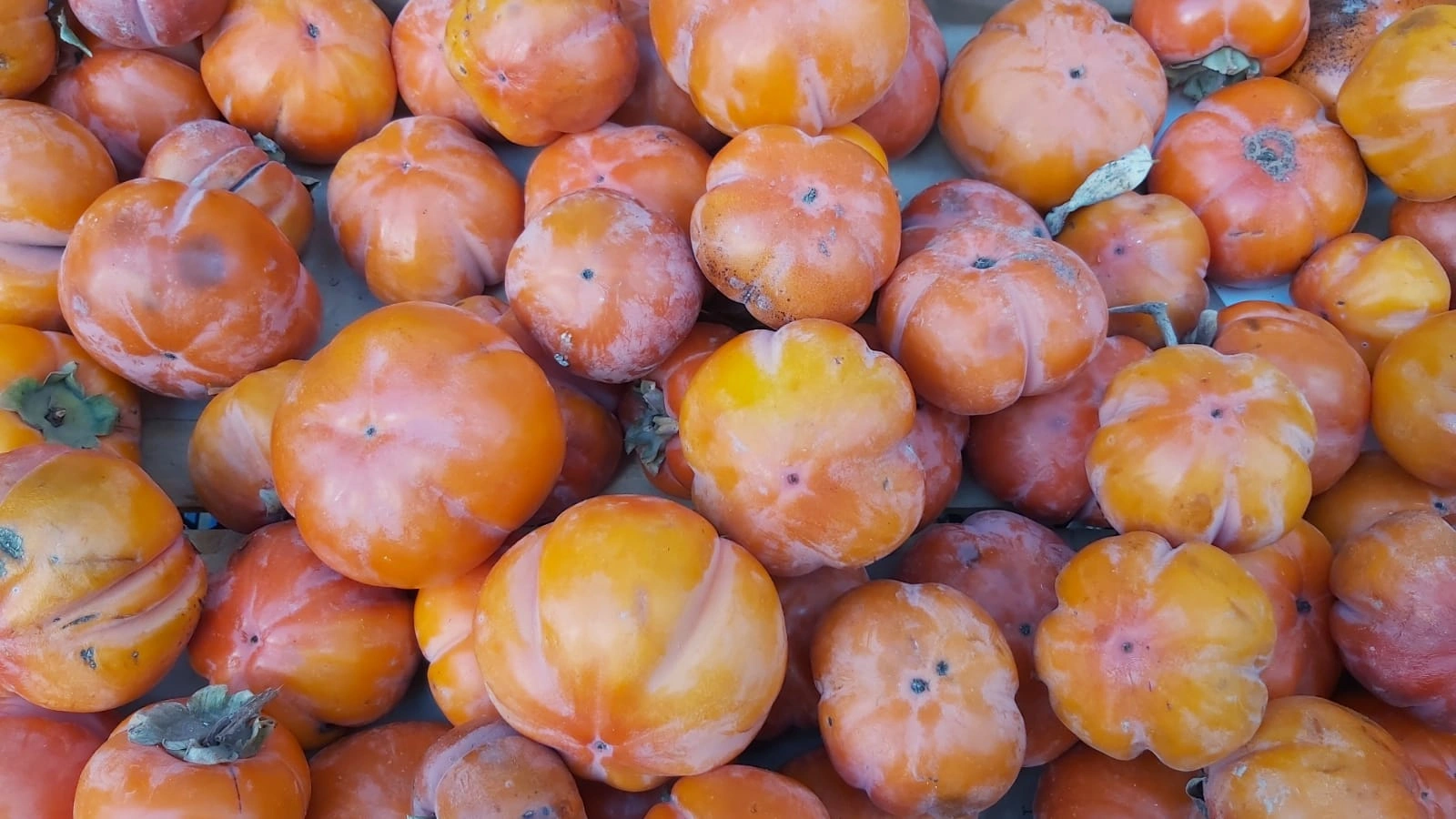 Хурма.jpeg Хурма.jpeg