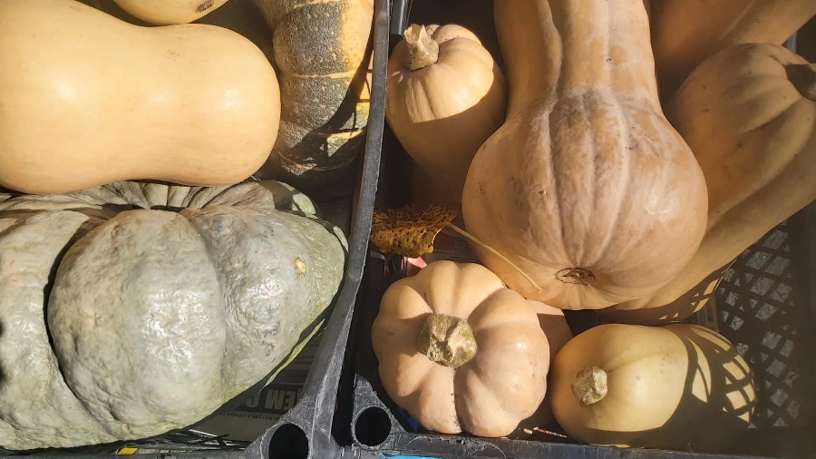 тыква3.jpg тыква3.jpg