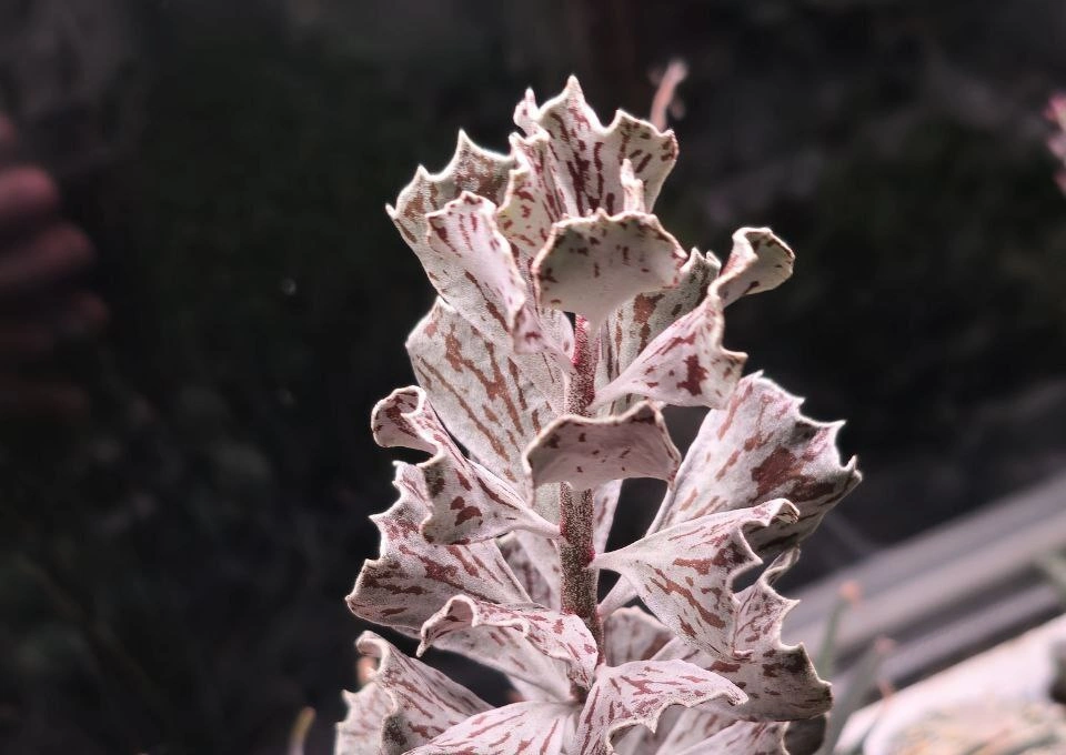 5215644869802979014 (1).jpg 5215644869802979014 (1).jpg