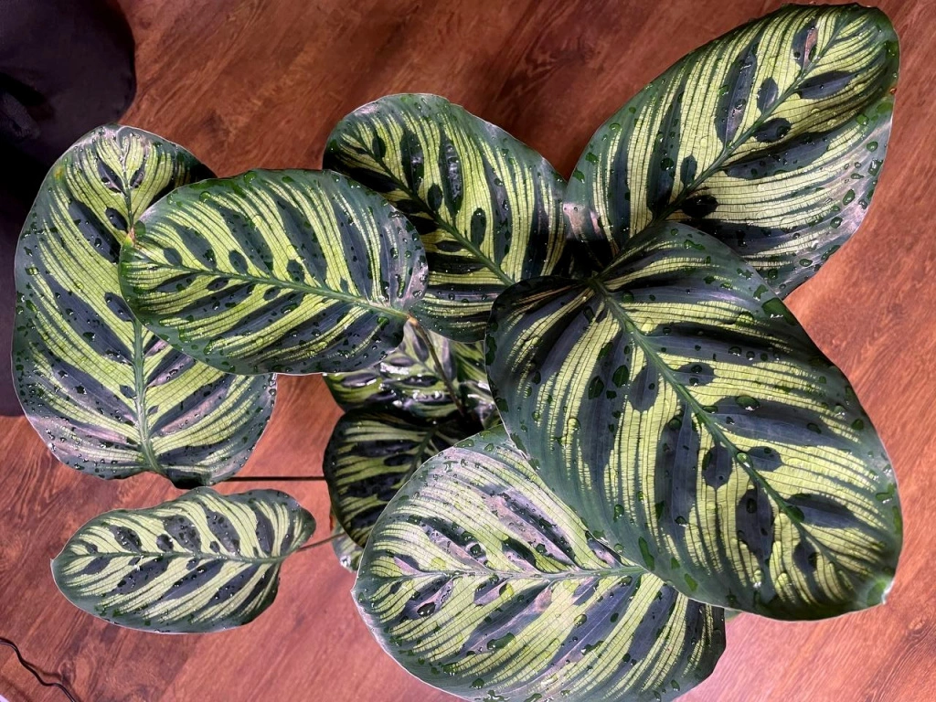 5456509217038004936 (1).jpg 5456509217038004936 (1).jpg