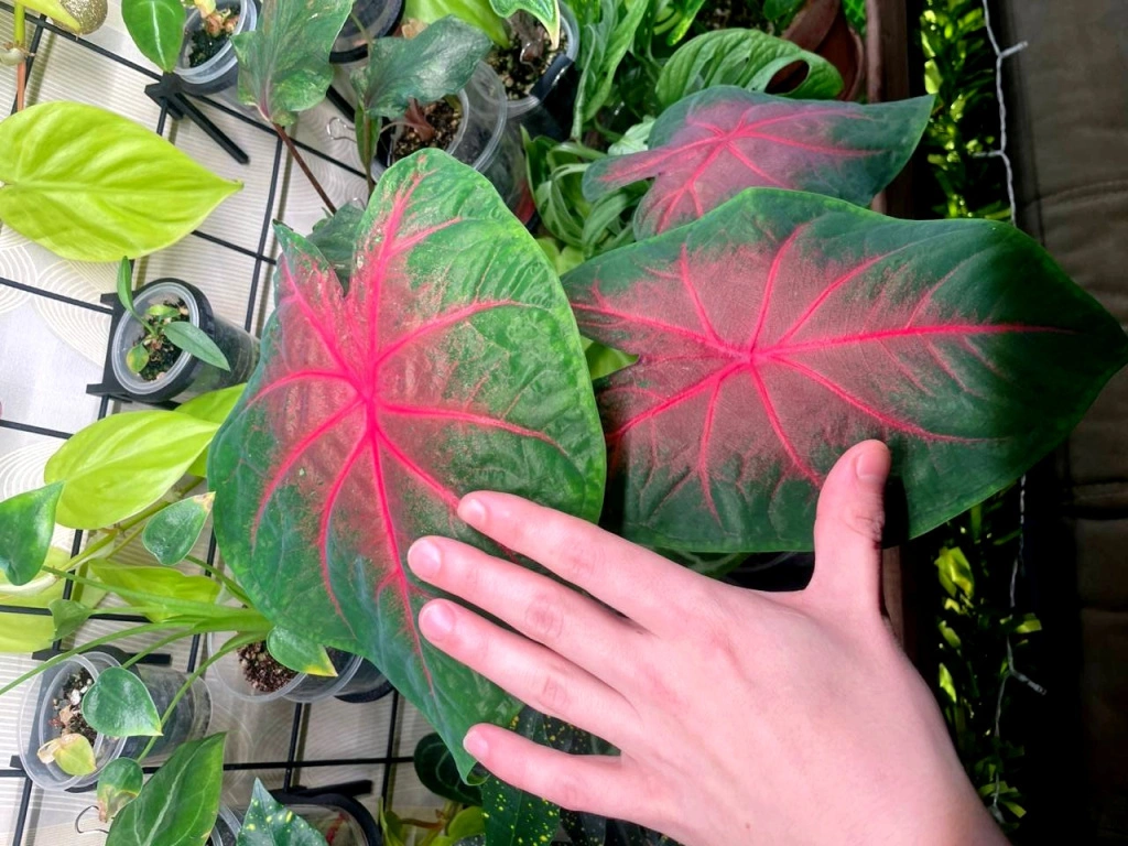 5316508276919235274 (1).jpg 5316508276919235274 (1).jpg