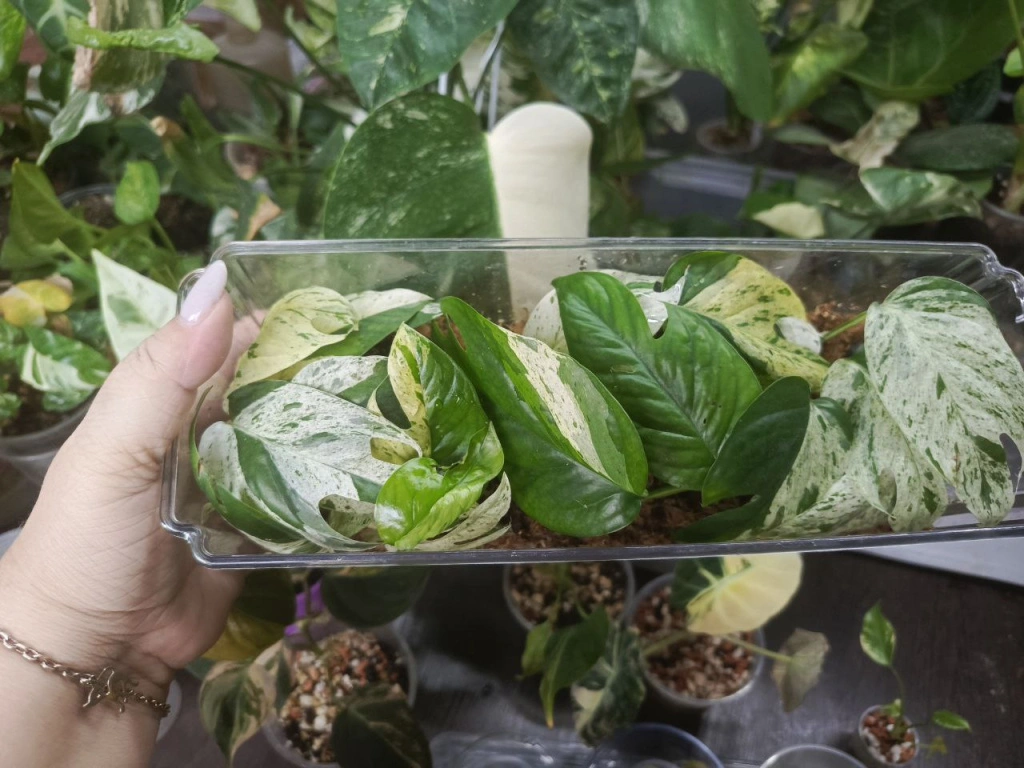 68f48c01-c7a4-43c0-bbbc-db966fb123ff.jpeg 68f48c01-c7a4-43c0-bbbc-db966fb123ff.jpeg