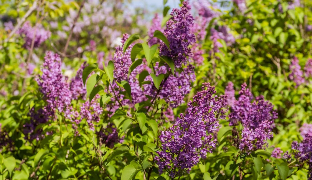 сирень.png сирень.png