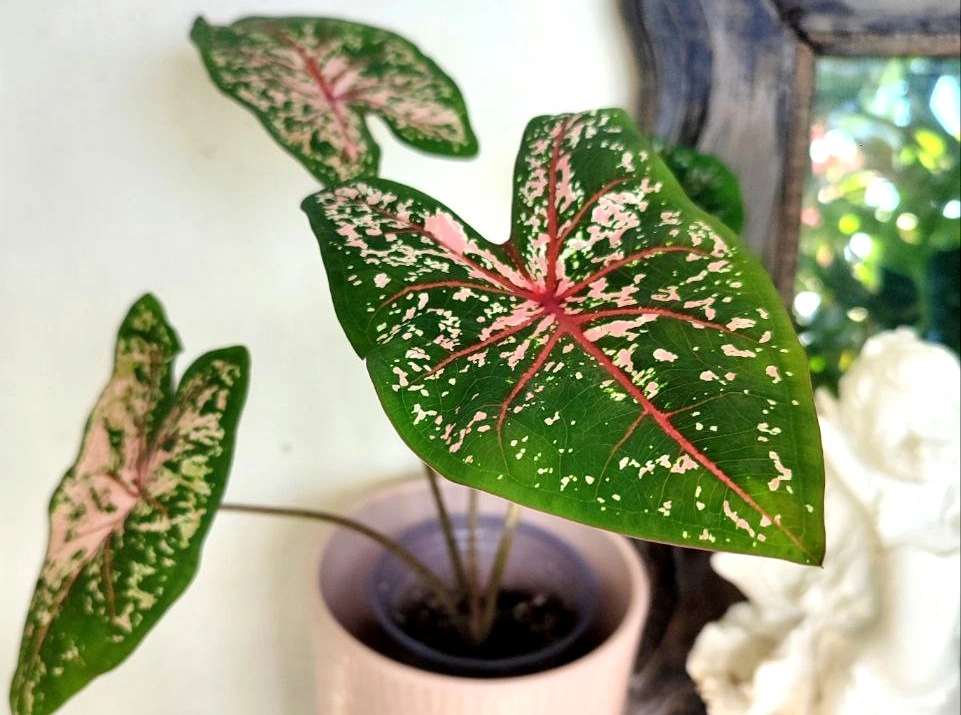 5438144160218607210 (1).jpg 5438144160218607210 (1).jpg