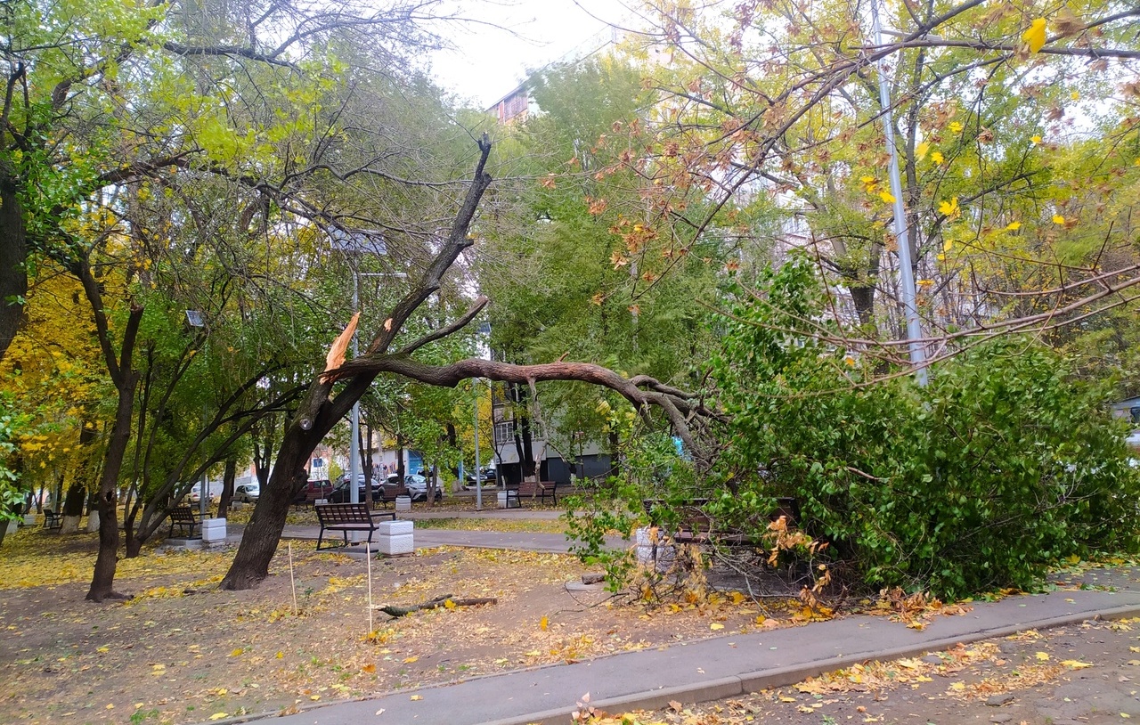 Фото: упавшее дерево в Ростове // кадр 1rnd