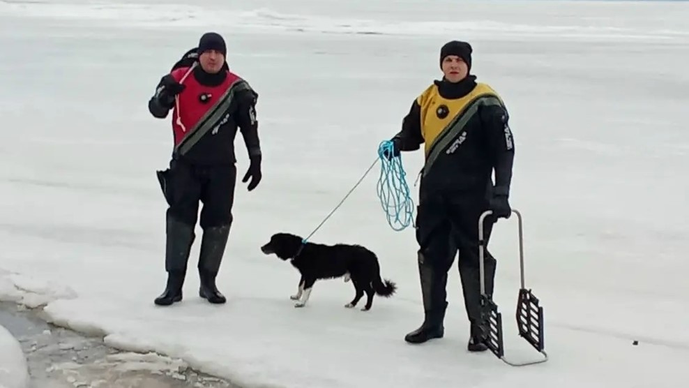 В Таганрогском заливе спасен дрейфующий на льдине пес