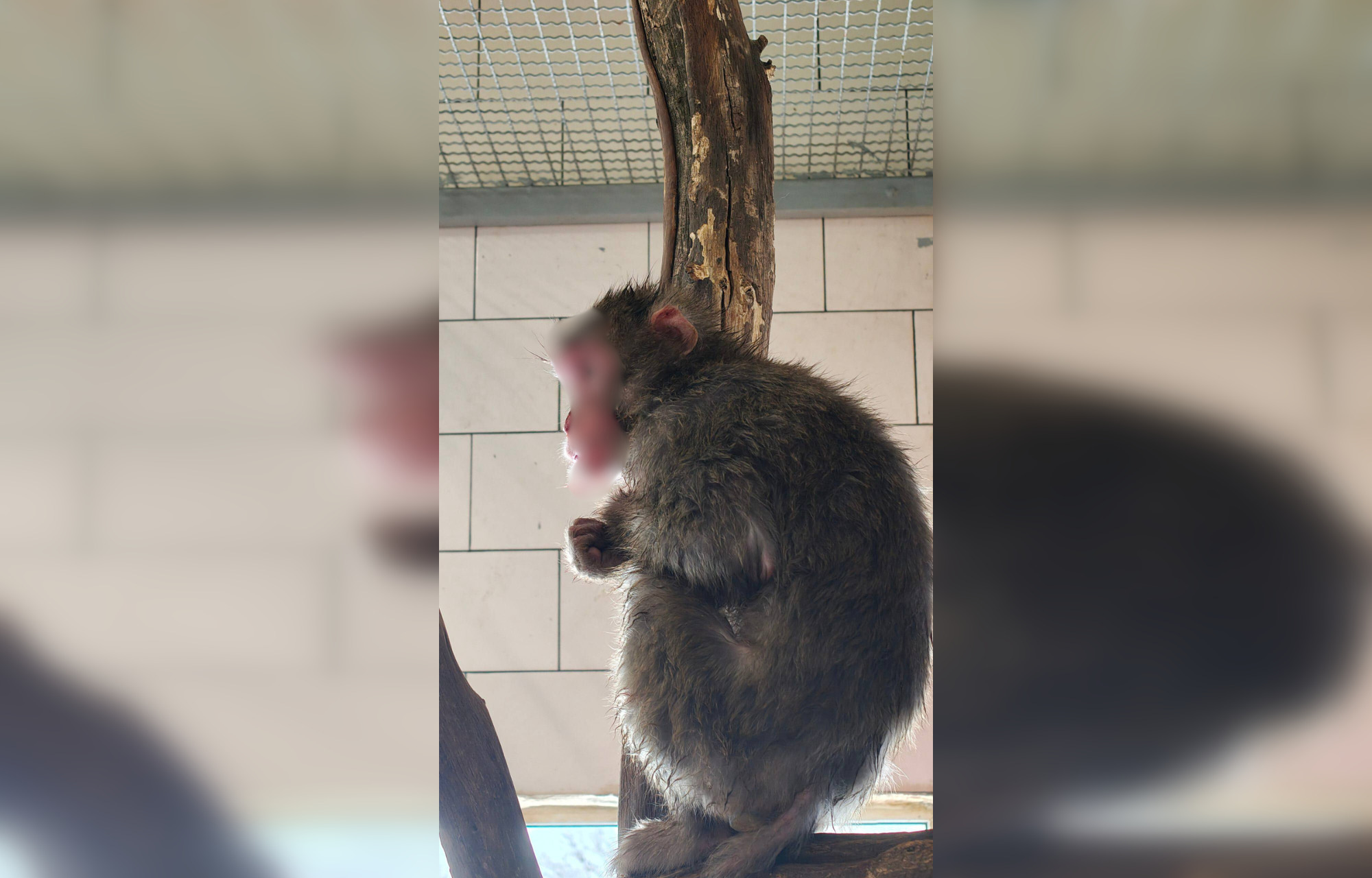 «Обезьяньи разборки» в «Малинках» закончились на операционном столе