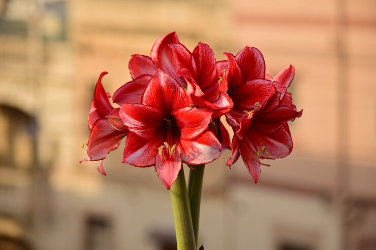 bunch-charisma-amaryllis-flowers-natural-bouquet-s_181624-31733.jpg