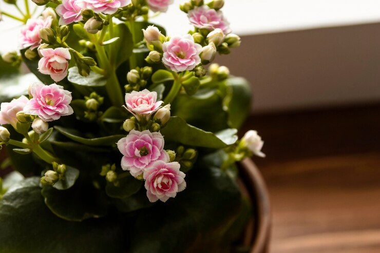 close-up-pot-with-flower_23-2148672710.jpg