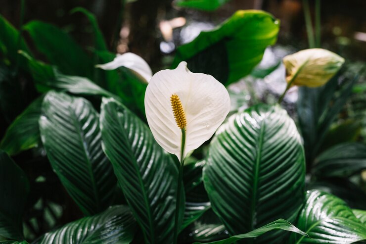 beautiful-blooming-white-flowers-spathiphyllum_23-2147924826.jpg